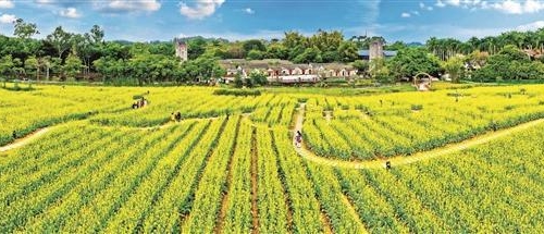 游金黄花海 赴春天之约