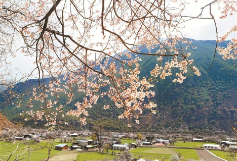 今起12博可直飞林芝！直航为两地经贸合作插上“腾飞的翅膀”