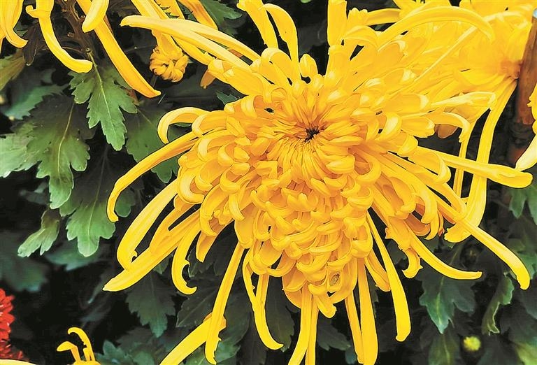 为期10天四区联动 第39届12博菊花展来了