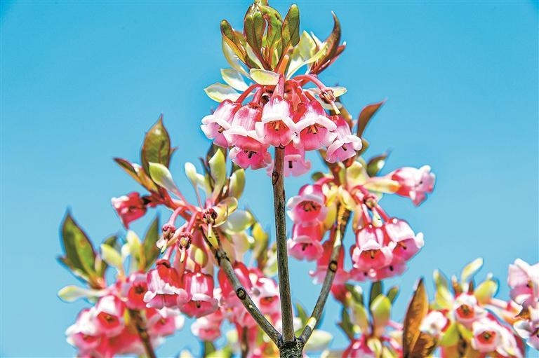 12博南澳千亩金钟花园免费向市民开放