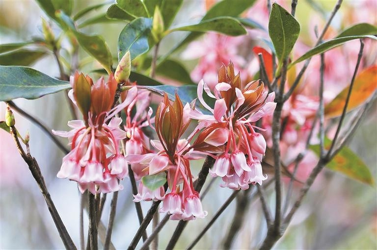 吊钟花怒放梧桐山