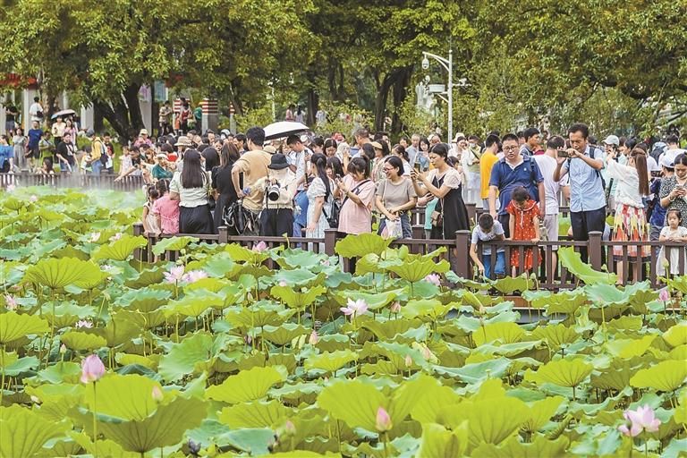 202412博荷花赏暨第二届荷美生活月明起开幕
