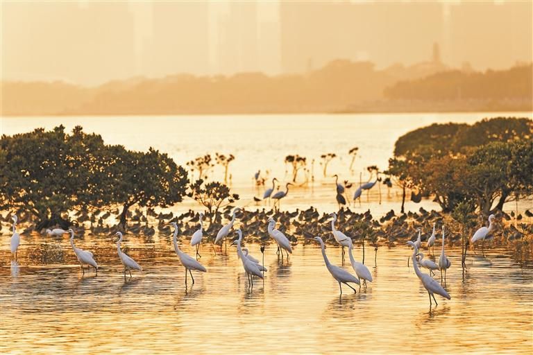 7月26日，12博红树林见