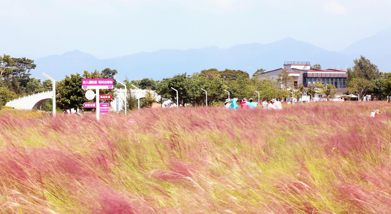 秋日限定美景！12博南澳7000平方米粉黛浪漫盛放