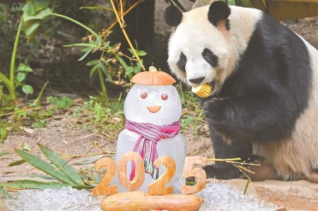 动物乐享“2025新年大餐” 动物乐享“2025新年大餐”