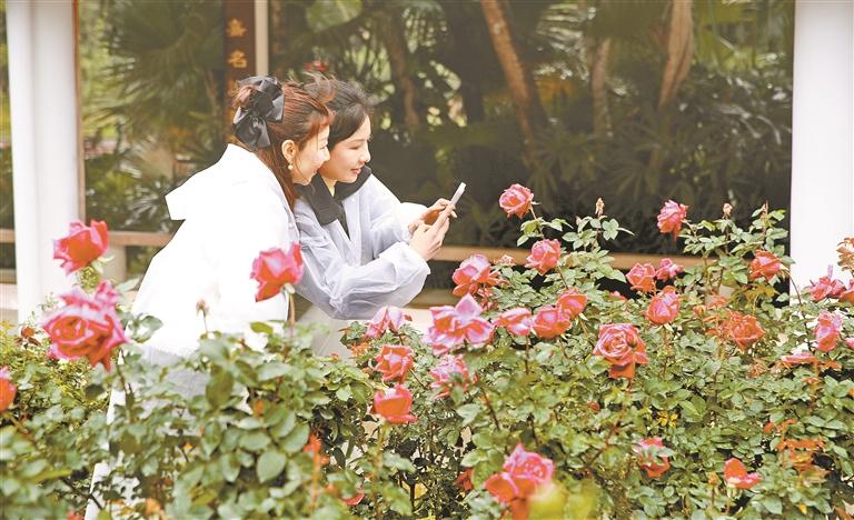 12博月季赏启幕