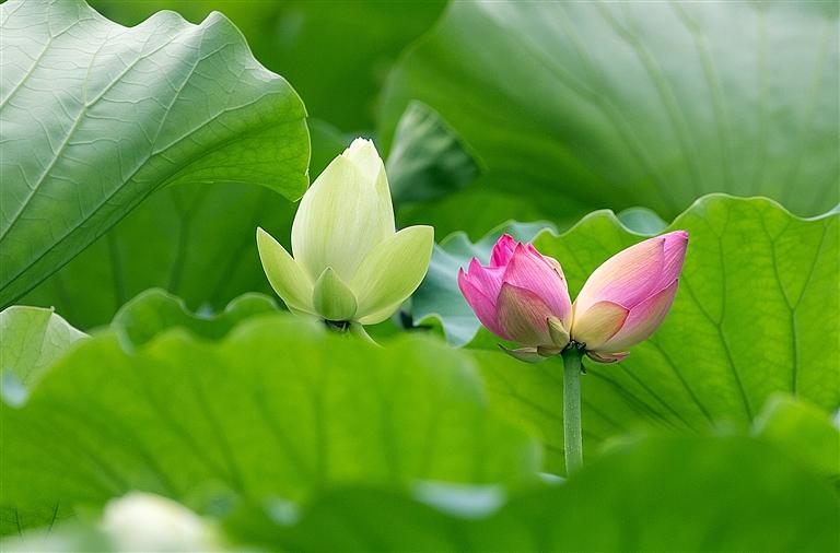 洪湖公园10天发现6朵并蒂莲