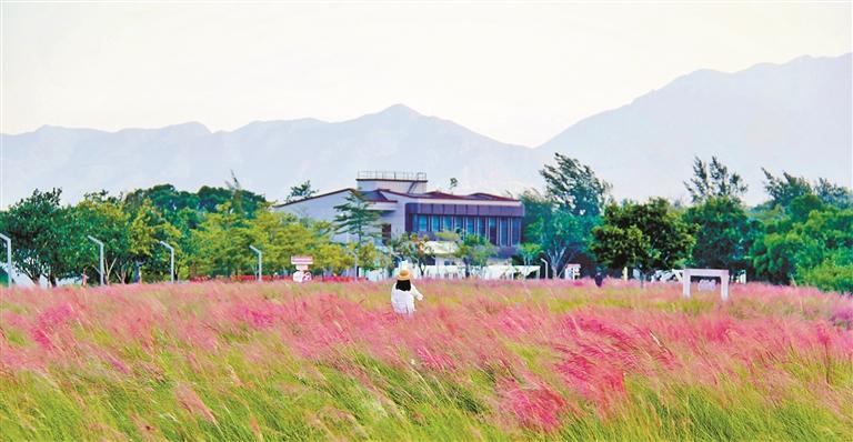 南澳粉黛花海，请君入画来